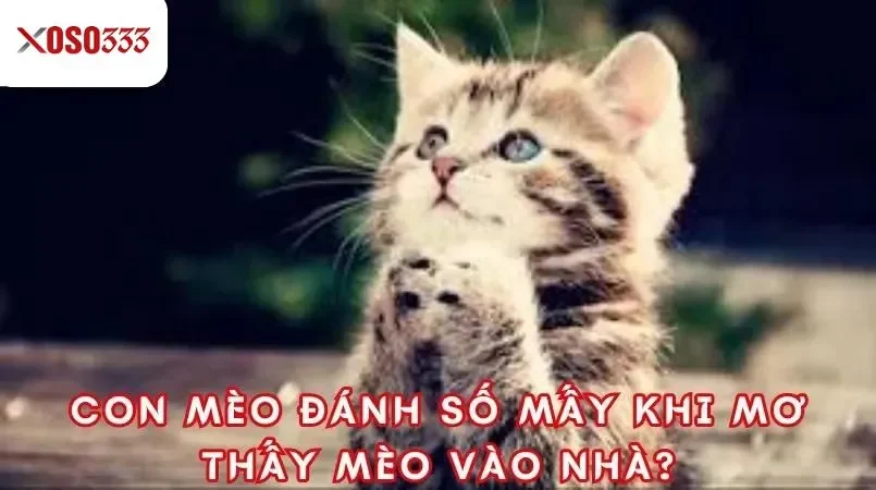 Con mèo đánh số mấy khi mơ thấy mèo vào nhà?