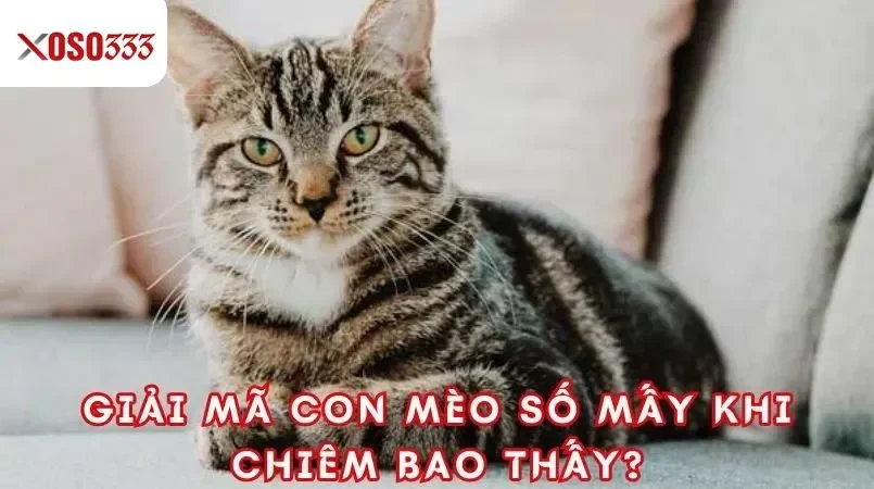 Giải mã con mèo số mấy khi chiêm bao thấy?