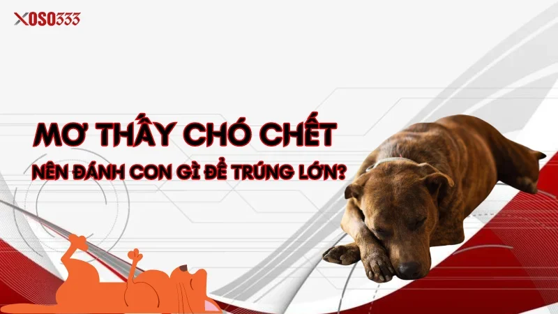 Mơ thấy chó chết nên đánh con gì để trúng lớn?