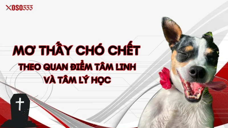 Mơ thấy chó chết theo quan điểm tâm linh và tâm lý học