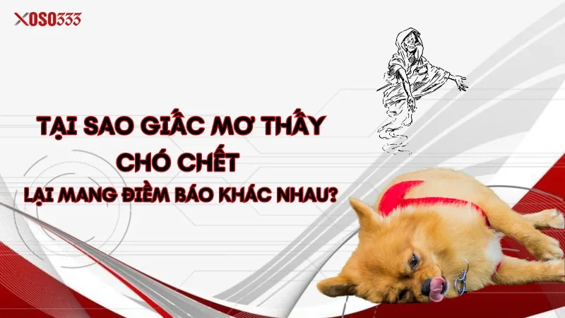 Tại sao giấc mơ thấy chó chết lại mang điềm báo khác nhau?